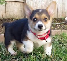 Excellent Pembroke Welsh Corgi Puppies available for sale whatsapp by text or call +33745567830 - Kuwait Region Dogs, Puppies
