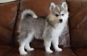 Beautiful Male and Female Pomsky Puppies for sale whatsapp by text or call +33745567830 - Vienna Dogs, Puppies
