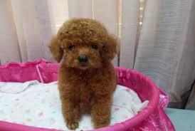 Socialized Teacup Poodle Puppies Available for sale whatsapp by text or call +33745567830 - Kuwait Region Dogs, Puppies