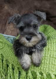 Adorable Schnauzer Puppies for sale whatsapp by text or call +33745567830 - Berlin Dogs, Puppies