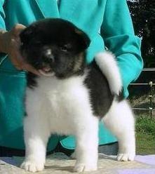 Beautiful Akita Puppies Available for sale whatsapp by text or call +33745567830 - Vienna Dogs, Puppies