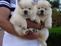 Available Chow Chow Puppies ready for sale whatsapp by text or call +33745567830 - Kuwait Region Dogs, Puppies