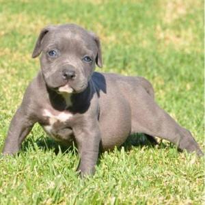 Adorable Male and Female Pitbull Puppies for Sale whatsapp by text or call +33745567830 - Berlin Dogs, Puppies