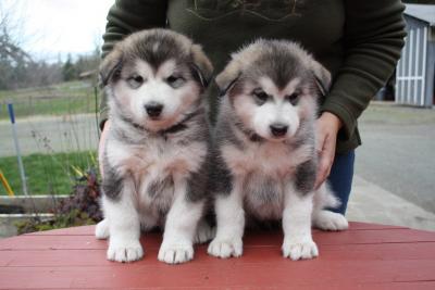 Cute Alaskan Malamute Puppies for sale whatsapp by text or call +33745567830 - Vienna Dogs, Puppies