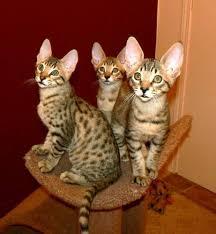 male and female Savannah kittens available for sale- Super Spotted whatsapp by text or call +3374556 - Berlin Cats, Kittens