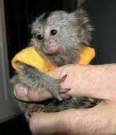 Marmoset monkeys are ready to give up for sale whatsapp by text or call +33745567830 - Vienna Livestock