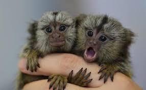 Marmoset Monkeys Available for Sale whatsapp by text or call +33745567830 - Vienna Livestock