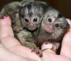 Marmoset Monkeys Available for sale whatsapp by text or call +33745567830