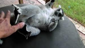 Trained Lemur Monkeys for sale whatsapp by text or call +33745567830