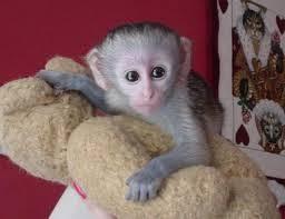 Adorable Capuchin Monkeys for sale whatsapp by text or call +33745567830