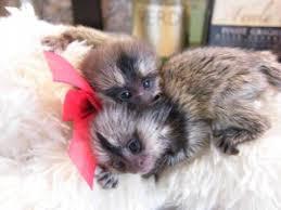 Cute Marmoset Monkeys for sale whatsapp by text or call +33745567830