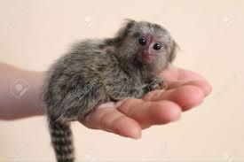 Nice looking Marmoset Monkeys Available for sale whatsapp by text or call +33745567830