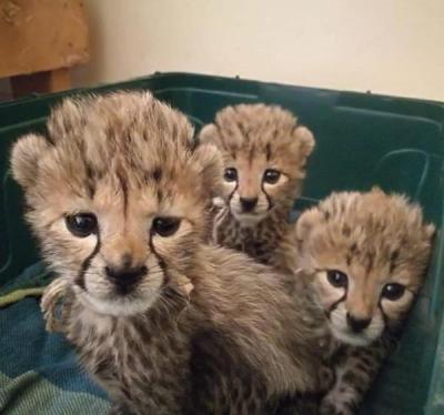 Cute Micro Cheetah cubs For sale whatsapp by text or call +33745567830