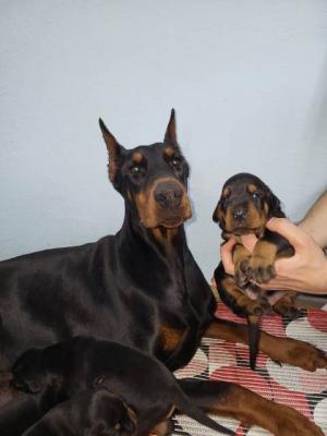 Doberman puppies - Vienna Dogs, Puppies