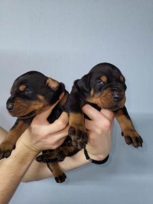 Doberman puppies - Vienna Dogs, Puppies