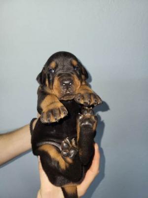 Doberman puppies - Vienna Dogs, Puppies