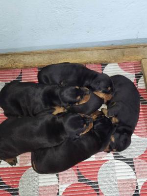 Doberman puppies - Vienna Dogs, Puppies