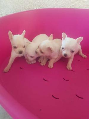 Extra mini chihuahuas - Vienna Dogs, Puppies