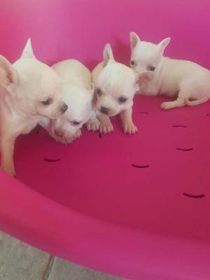 Extra mini chihuahuas - Vienna Dogs, Puppies