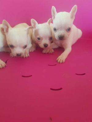 Extra mini chihuahuas - Vienna Dogs, Puppies