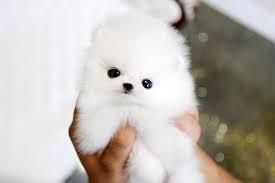 Pretty Teacup Pomeranian Puppies for sale Email us info@adorablepetsforsale.com