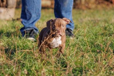 American Bully - Vienna Dogs, Puppies