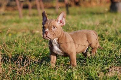 American Bully - Vienna Dogs, Puppies