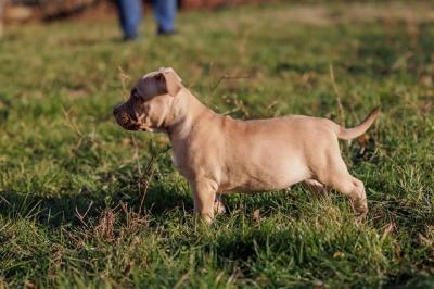 American Bully - Vienna Dogs, Puppies