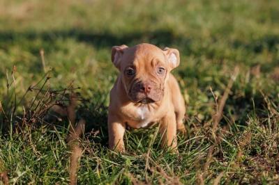 American Bully - Vienna Dogs, Puppies