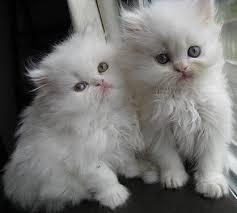 Persian Kittens for Sale Email us info@adorablepetsforsale.com - Kuwait Region Cats, Kittens