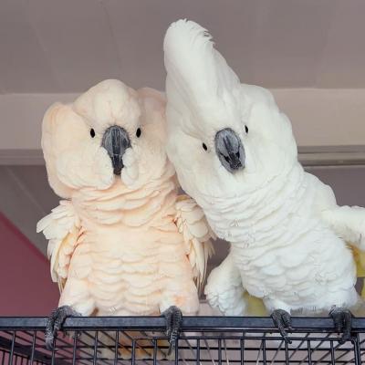 Lewis Parrots - Kansas City Other