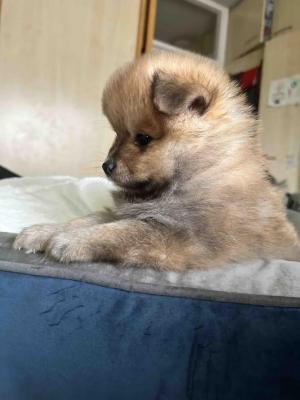 Pomeranian - Vienna Dogs, Puppies