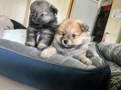 Pomeranian - Vienna Dogs, Puppies