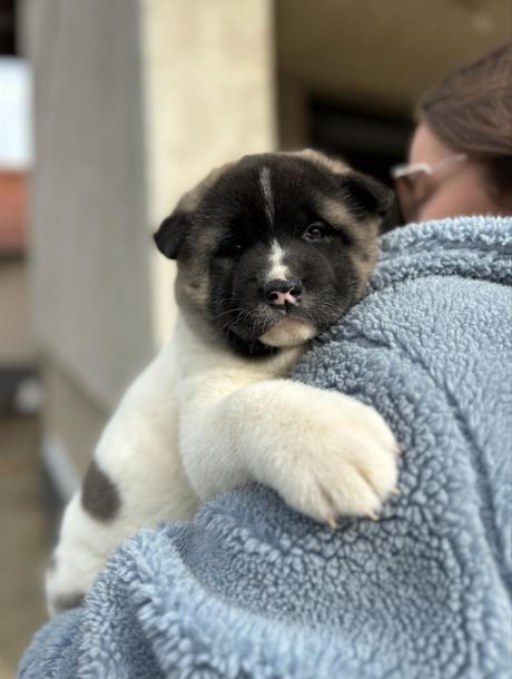 Amerikanischer Akita, Welpen - Vienna Dogs, Puppies