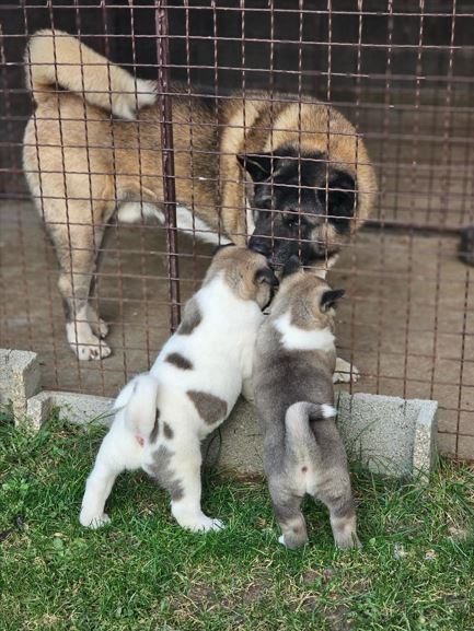 Amerikanischer Akita, Welpen - Vienna Dogs, Puppies