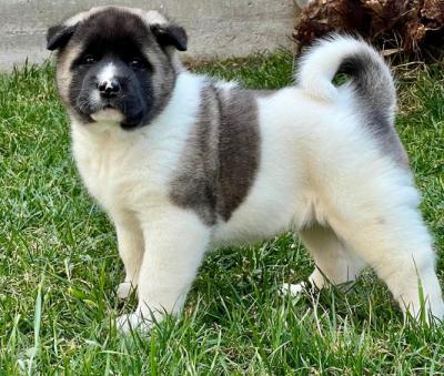 Akita américain, chiots - Paris Dogs, Puppies