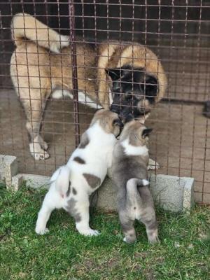 Akita américain, chiots - Paris Dogs, Puppies