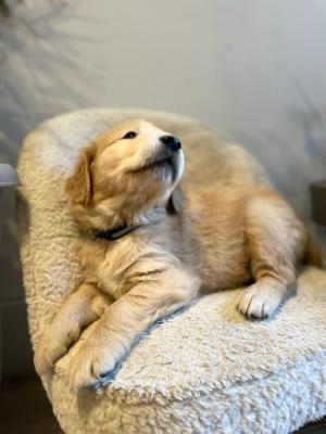 Nice Looking Golden Retriever puppies - New York Other