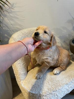 Nice Looking Golden Retriever puppies - New York Other