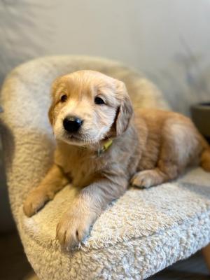 Nice Looking Golden Retriever puppies - New York Other