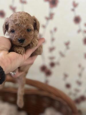 Toy poodle puppies - Vienna Dogs, Puppies