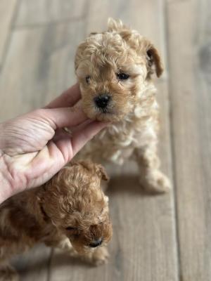 Toy poodle puppies - Vienna Dogs, Puppies