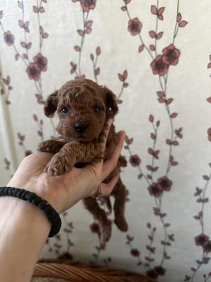 Toy poodle puppies - Vienna Dogs, Puppies