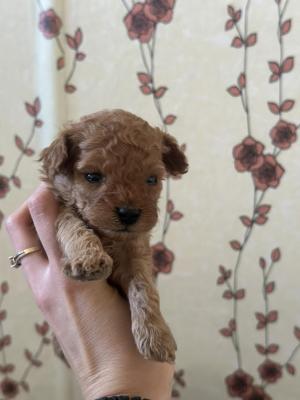 Toy poodle puppies - Vienna Dogs, Puppies