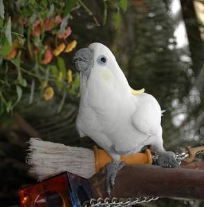 Cute male and female Cockatoo Parrots for sale whatsapp by text or call +33745567830