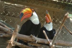 Breeding Male and female Pair of Toco Toucans for sale whatsapp by text or call +33745567830 - Dubai Birds