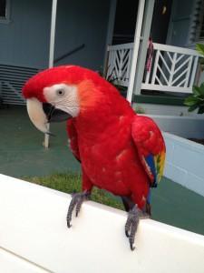 Scarlet Macaw with Cage for Sale whatsapp by text or call +33745567830 - Dubai Birds