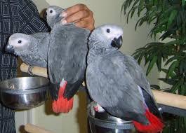 African Grey Parrots Available for sale whatsapp by text or call +33745567830 - Dubai Birds