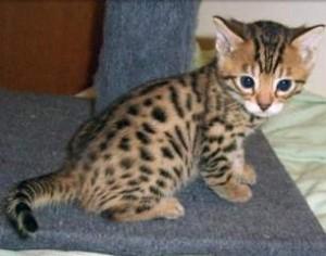 bengal kittens for sale whatsapp by text or call +33745567830 - Berlin Cats, Kittens