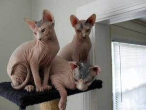 Sphynx Kittens Male and female with Pedigree for sale whatsapp by text or call +33745567830